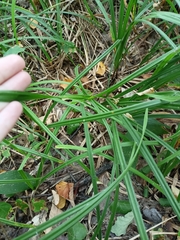 Carex pilosa