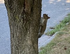 Sciurus carolinensis