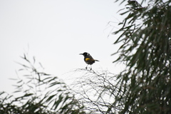 Phylidonyris novaehollandiae