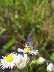 Lycaena thersamon