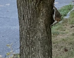Sciurus carolinensis