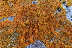 Xanthoria calcicola