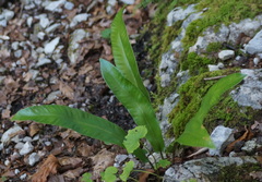 Asplenium scolopendrium