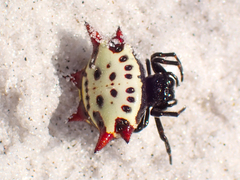 Gasteracantha cancriformis