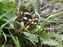 Argynnis sagana