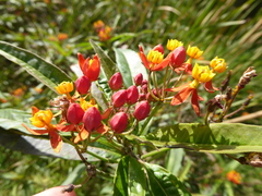 Asclepias curassavica