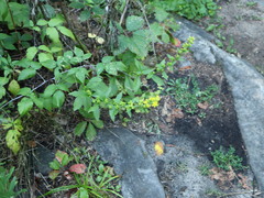 Solidago squarrosa
