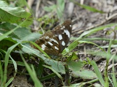 Argynnis sagana