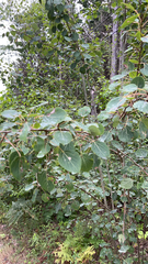 Populus tremula