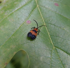 Calopteron terminale