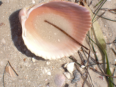 Dinocardium robustum