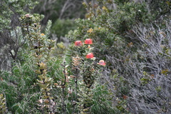 Banksia coccinea