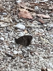 Hipparchia statilinus