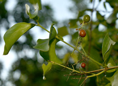 Strychnos psilosperma
