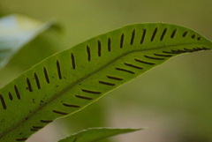 Asplenium scolopendrium