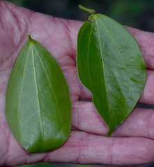 Strychnos psilosperma