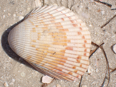 Dinocardium robustum