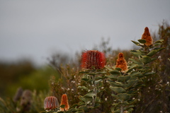 Banksia coccinea