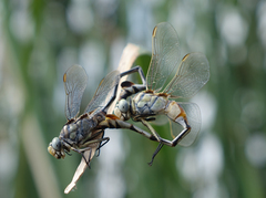 Lindenia tetraphylla