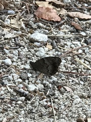 Hipparchia statilinus