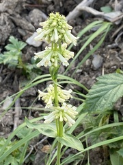 Penstemon confertus