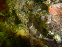 Bathygobius soporator