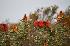Banksia coccinea