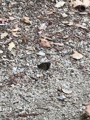 Hipparchia statilinus