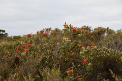 Banksia coccinea