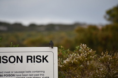 Eopsaltria georgiana