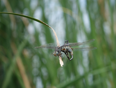 Lindenia tetraphylla