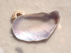 Modiolus squamosus