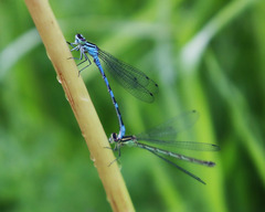 Coenagrion hastulatum
