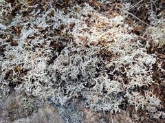 Cladonia rangiferina