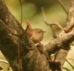 Troglodytes troglodytes