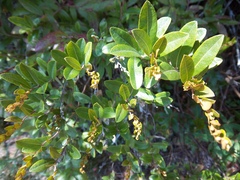 Chamaedaphne calyculata