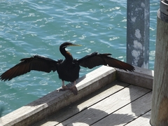 Anhinga novaehollandiae