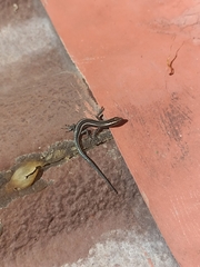 Cryptoblepharus pulcher