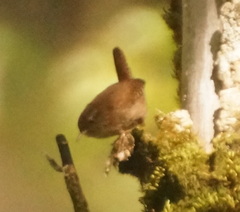 Troglodytes troglodytes