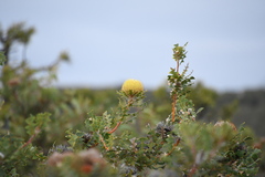Banksia baxteri