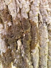 Melanelixia subaurifera