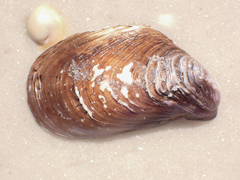 Modiolus squamosus