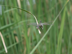 Lindenia tetraphylla