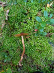 Dermocybe