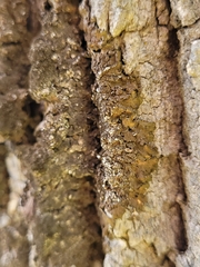 Melanelixia subaurifera