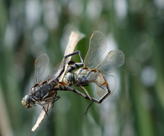 Lindenia tetraphylla