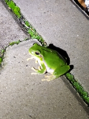 Hyla