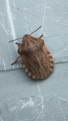 Eurygaster testudinaria