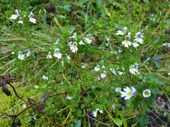 Euphrasia officinalis