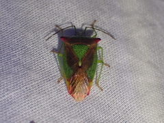 Acanthosoma haemorrhoidale